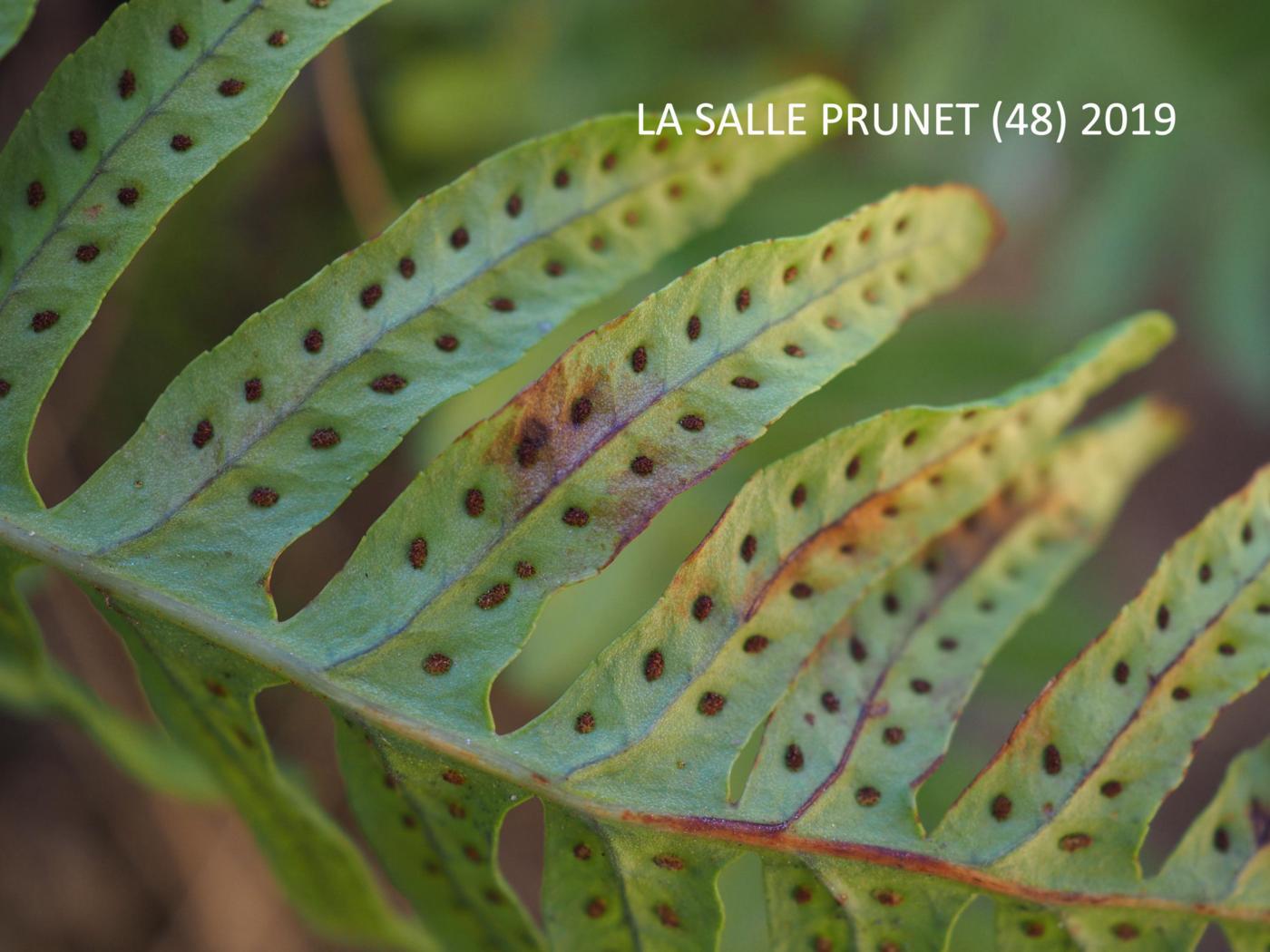 Polypody, Western flower